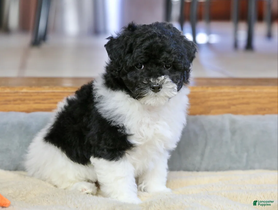 Miniature Poodle dogs for sale: Paislee - Ad 16