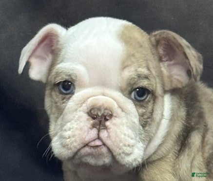 English Bulldog dogs English Bulldog Puppy 1 - Ad 2
