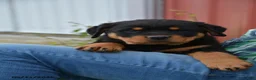 Rottweiler dogs for sale: Wooten - Ad 4