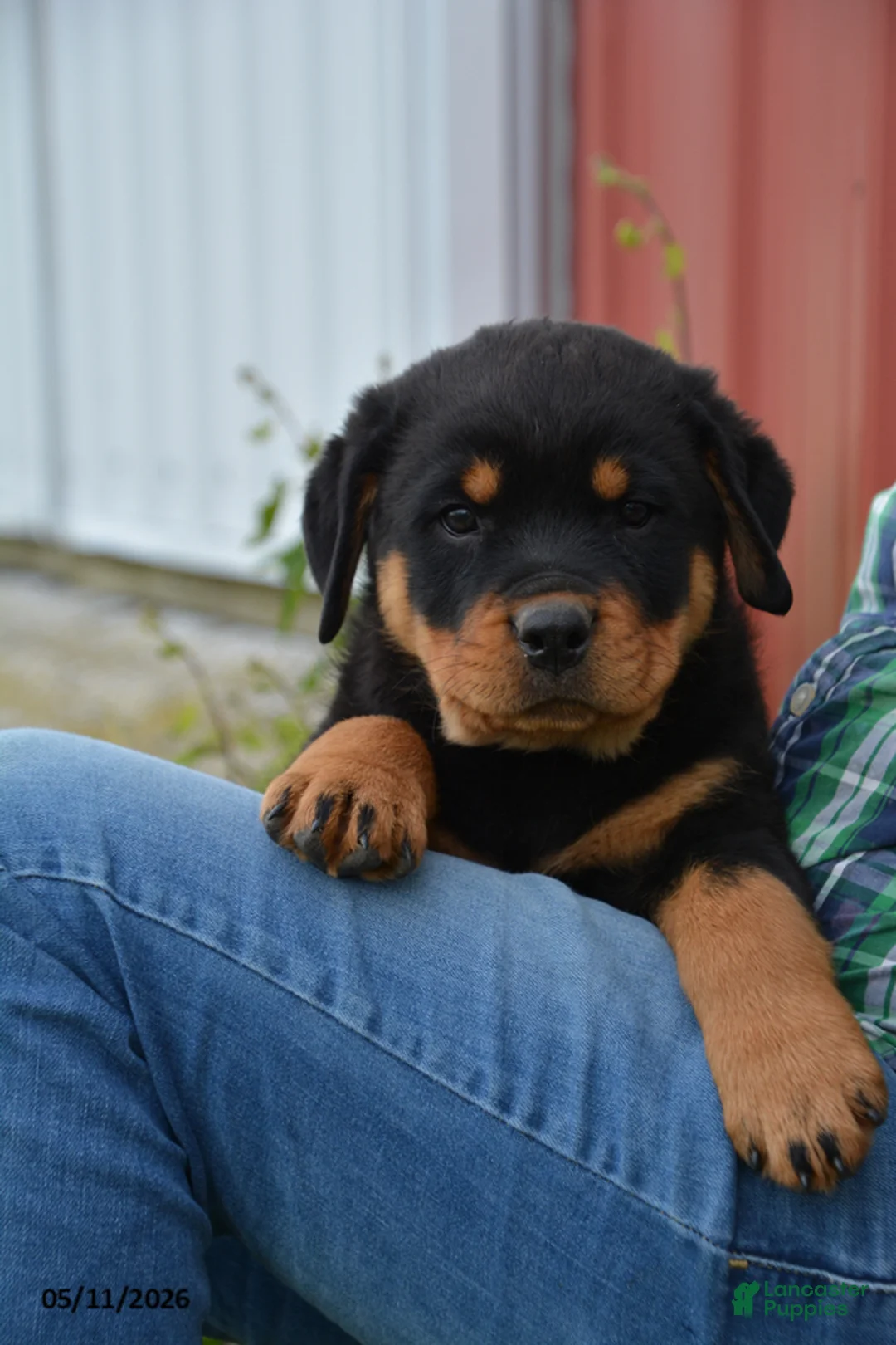 Rottweiler dogs for sale: Wooten - Ad 4