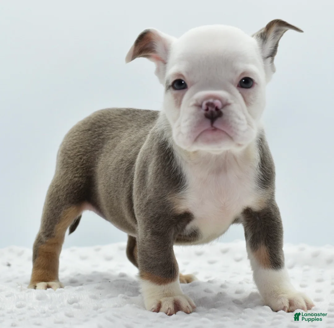 Mixed Breed dogs for sale: Lily tricolor hybrid  - Ad 18