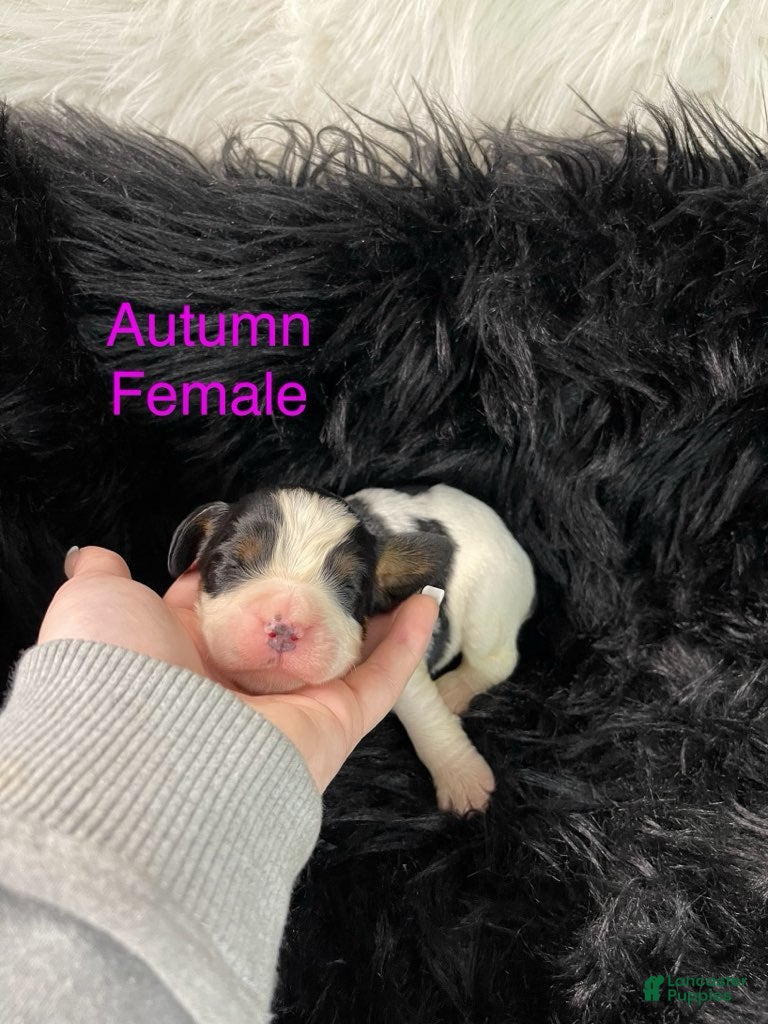 English Springer Spaniel dogs Autumn - Ad 24