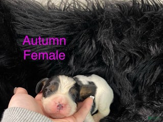 English Springer Spaniel dogs Autumn - Ad 14