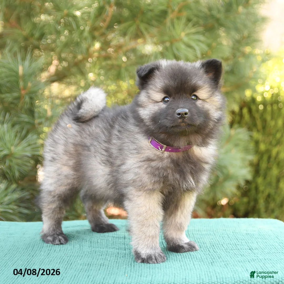 Keeshond dogs for sale: Shirley - Ad 1