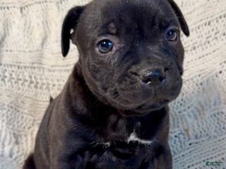 Staffordshire Bull Terrier dogs Staffordshire Bull Terrier Puppy 6 - Ad 1