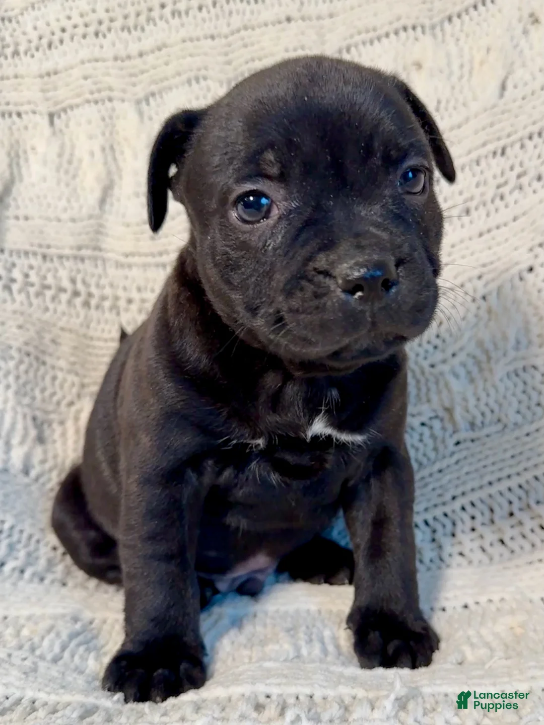 Staffordshire Bull Terrier dogs for sale: Staffordshire Bull Terrier Puppy 6 - Ad 1