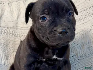 Staffordshire Bull Terrier dogs Staffordshire Bull Terrier Puppy 6 - Ad 2