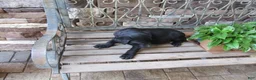 Labrador Retriever dogs for sale: Labrador Retriever Puppy 3 - Ad 21