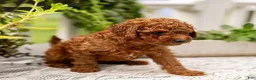 Toy Poodle dogs for sale: AKC Bruno - Ad 10