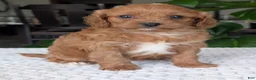 Cavapoo dogs for sale: Ellie - Ad 4