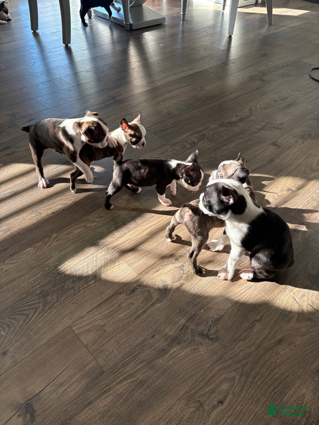 Boston Terrier dogs for sale: Bullet - Ad 4