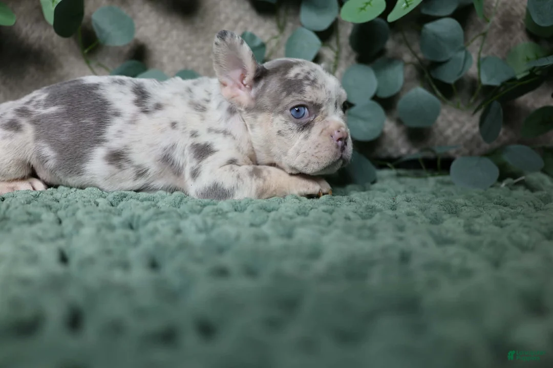 French Bulldog dogs for sale: Shiloh  - Ad 1