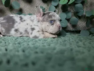 French Bulldog dogs Shiloh - Ad 25