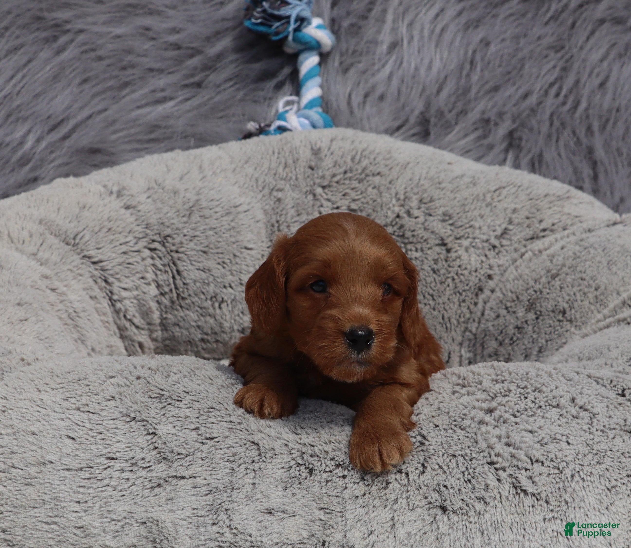Mini Goldendoodle dogs Mason 💙 GenClearParents - Ad 1