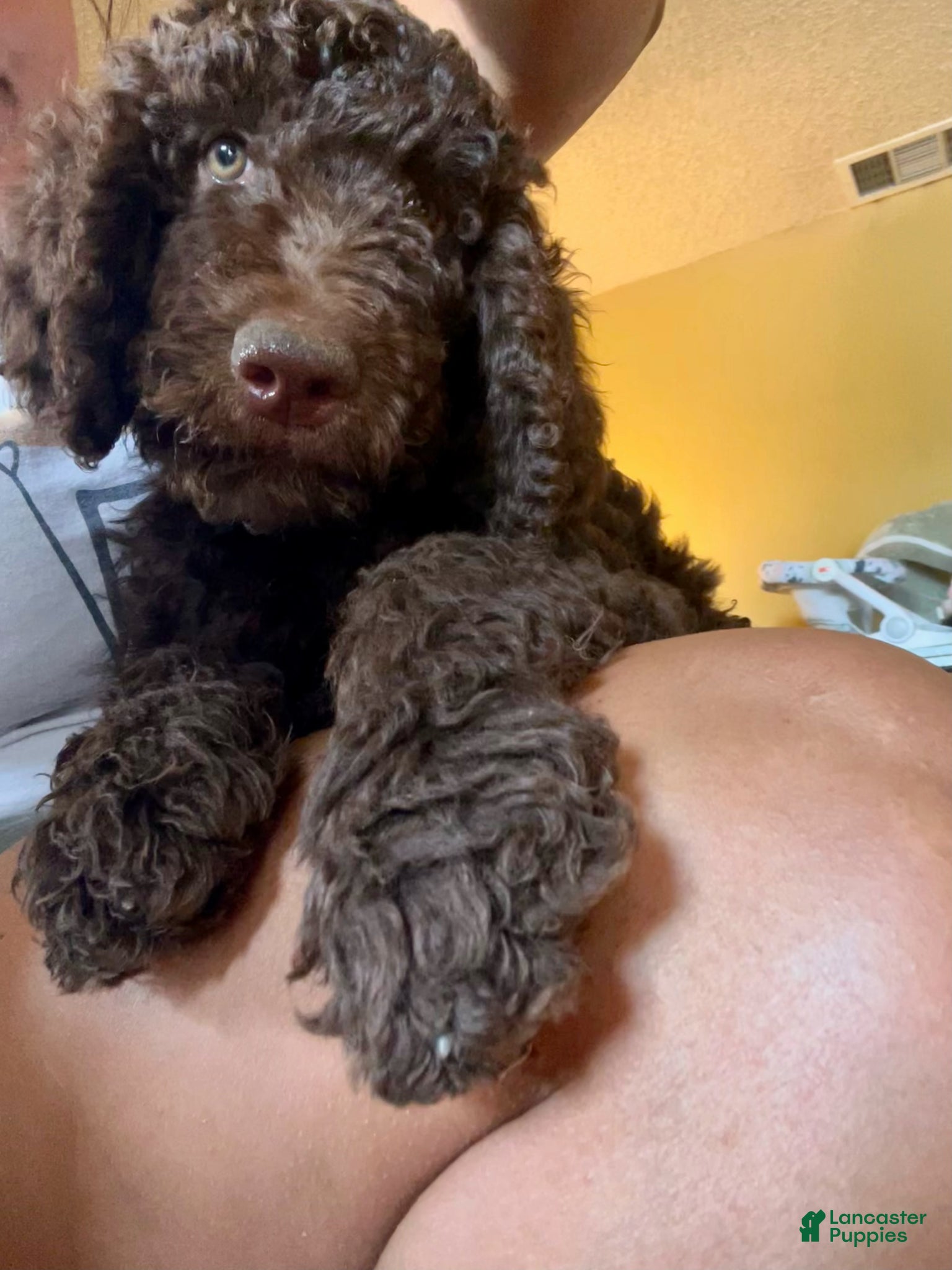 Standard Poodle dogs Standard Poodle Puppy 2 - Ad 1