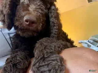 Standard Poodle dogs for sale: Standard Poodle Puppy 2 - Ad 2