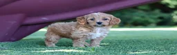 Cavapoo dogs for sale: Alexis - Ad 4