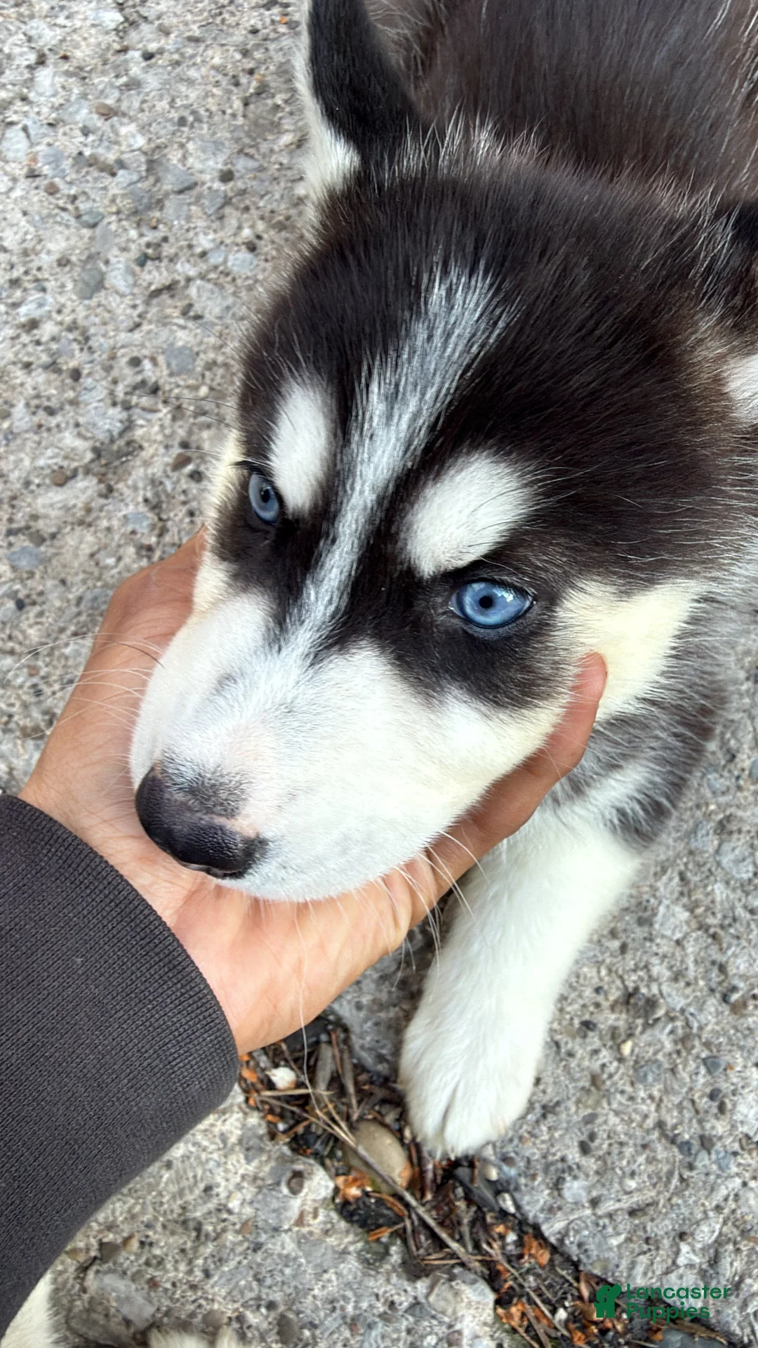 Siberian Husky dogs for sale: Nala - Ad 2