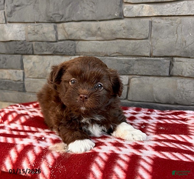 Mixed Breed dogs Gulliver - Ad 19