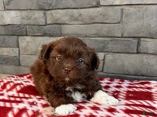 Mixed Breed dogs Gulliver - Ad 41