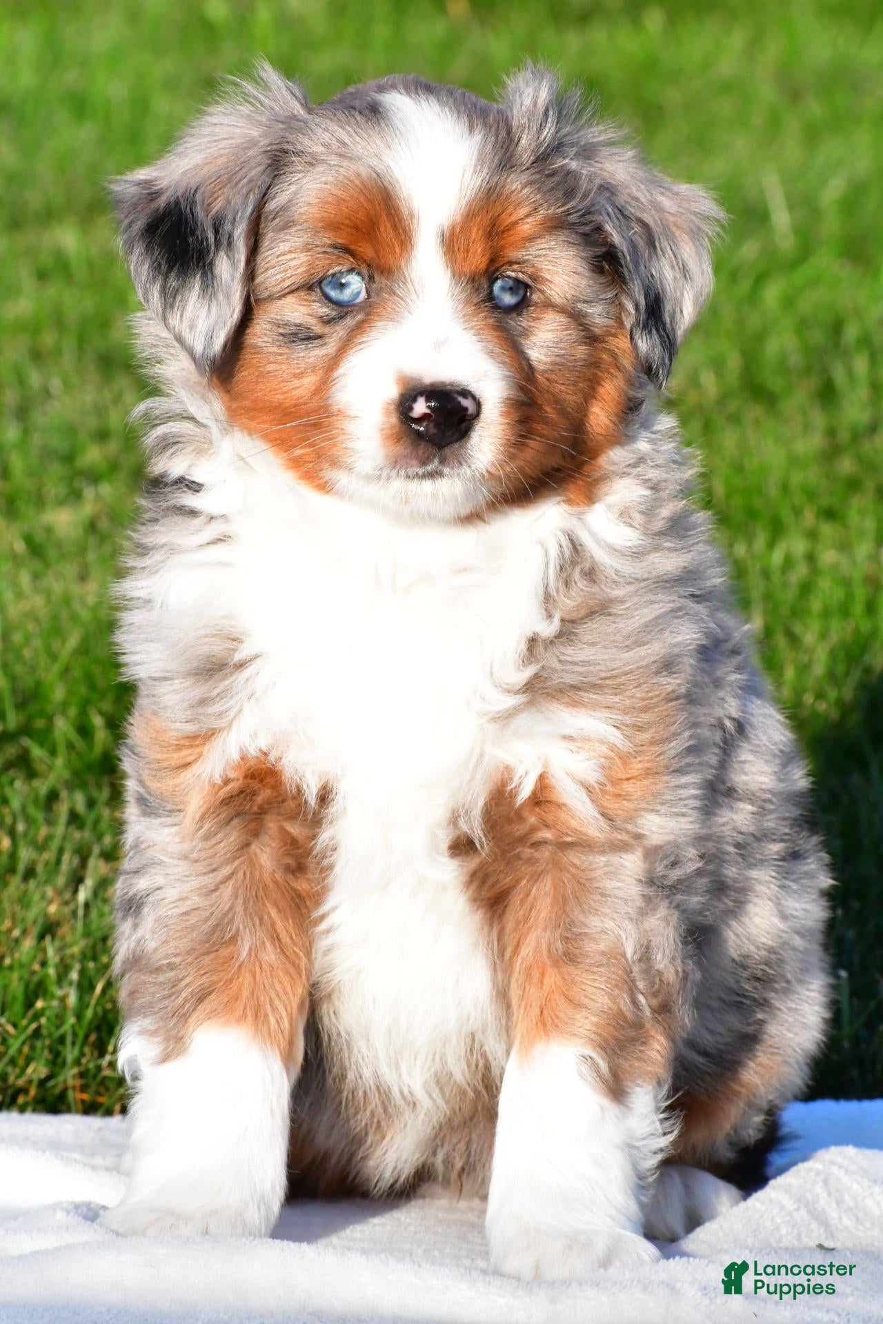 Miniature Australian Shepherd dogs for sale: Andre - Ad 1