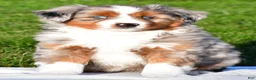 Miniature Australian Shepherd dogs for sale: Andre - Ad 1