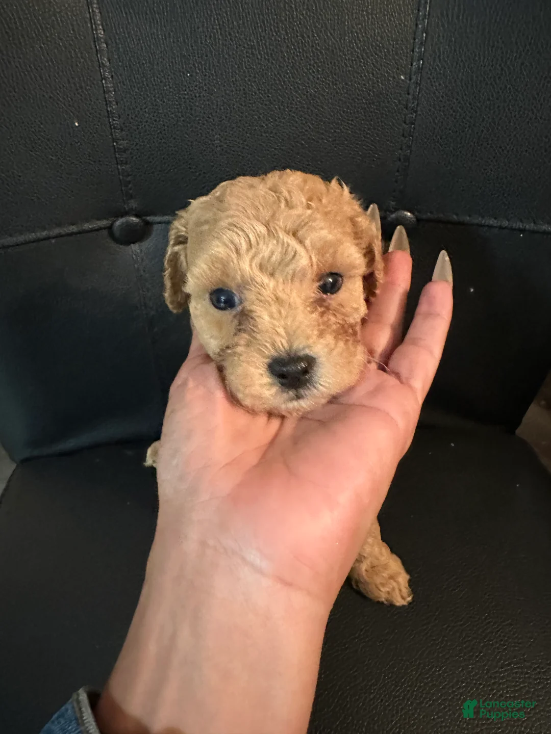 Mini Goldendoodle dogs for sale: Mini Goldendoodle 3 Shakira  - Ad 1