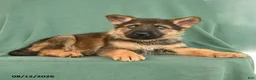 German Shepherd dogs for sale: Grady - Ad 3