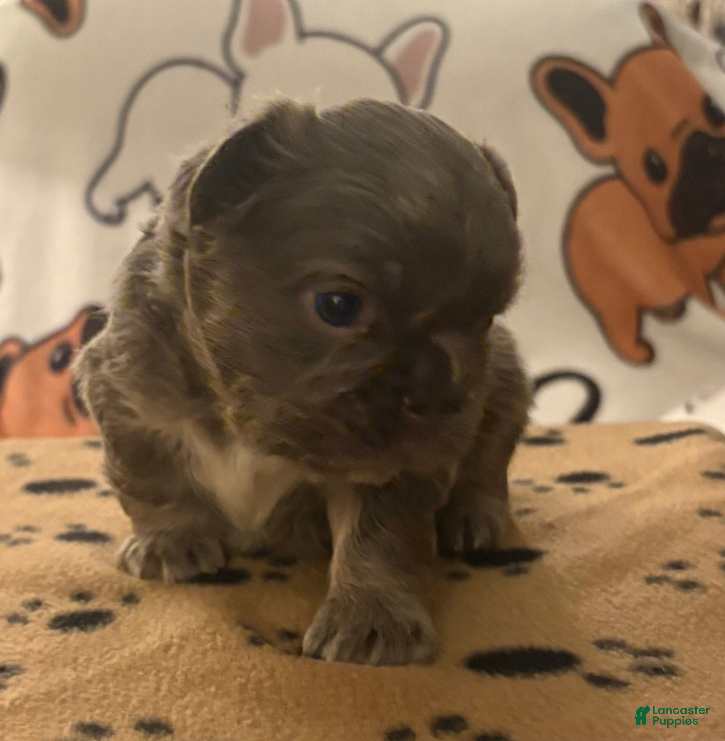 French Bulldog dogs French Bulldog Puppy 3 - Ad 1