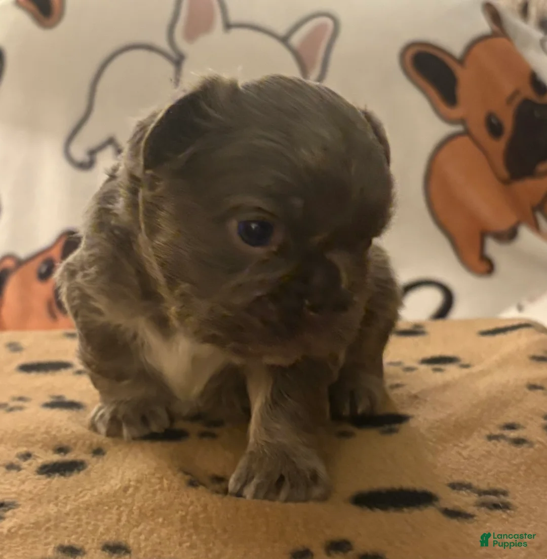 French Bulldog dogs for sale: French Bulldog Puppy 3 - Ad 1