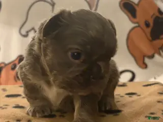 French Bulldog dogs for sale: French Bulldog Puppy 3 - Ad 3