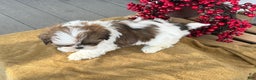 Shih Tzu dogs for sale: Poppy - Ad 4