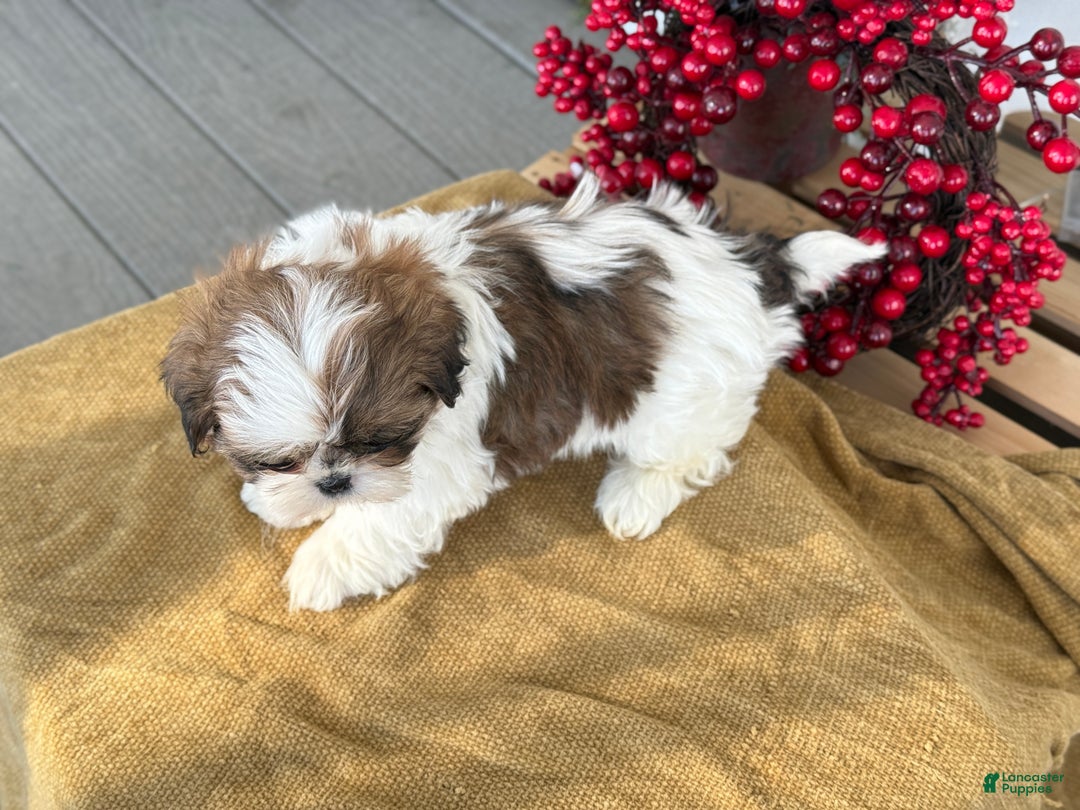 Shih Tzu dogs for sale: Poppy - Ad 4