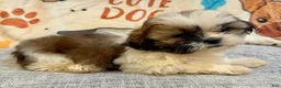 Shih Tzu dogs for sale: Judy - Ad 1