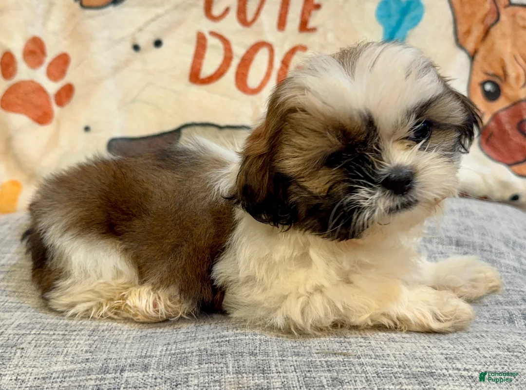 Shih Tzu dogs for sale: Judy - Ad 1