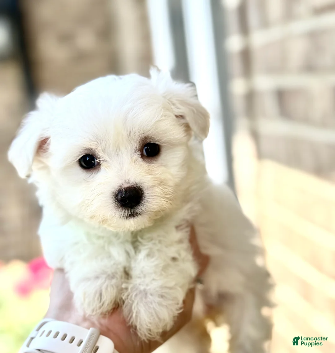 Maltese dogs for sale: Ivy Maltese 4 - Ad 1