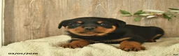 Rottweiler dogs for sale: Lulu  - Ad 1