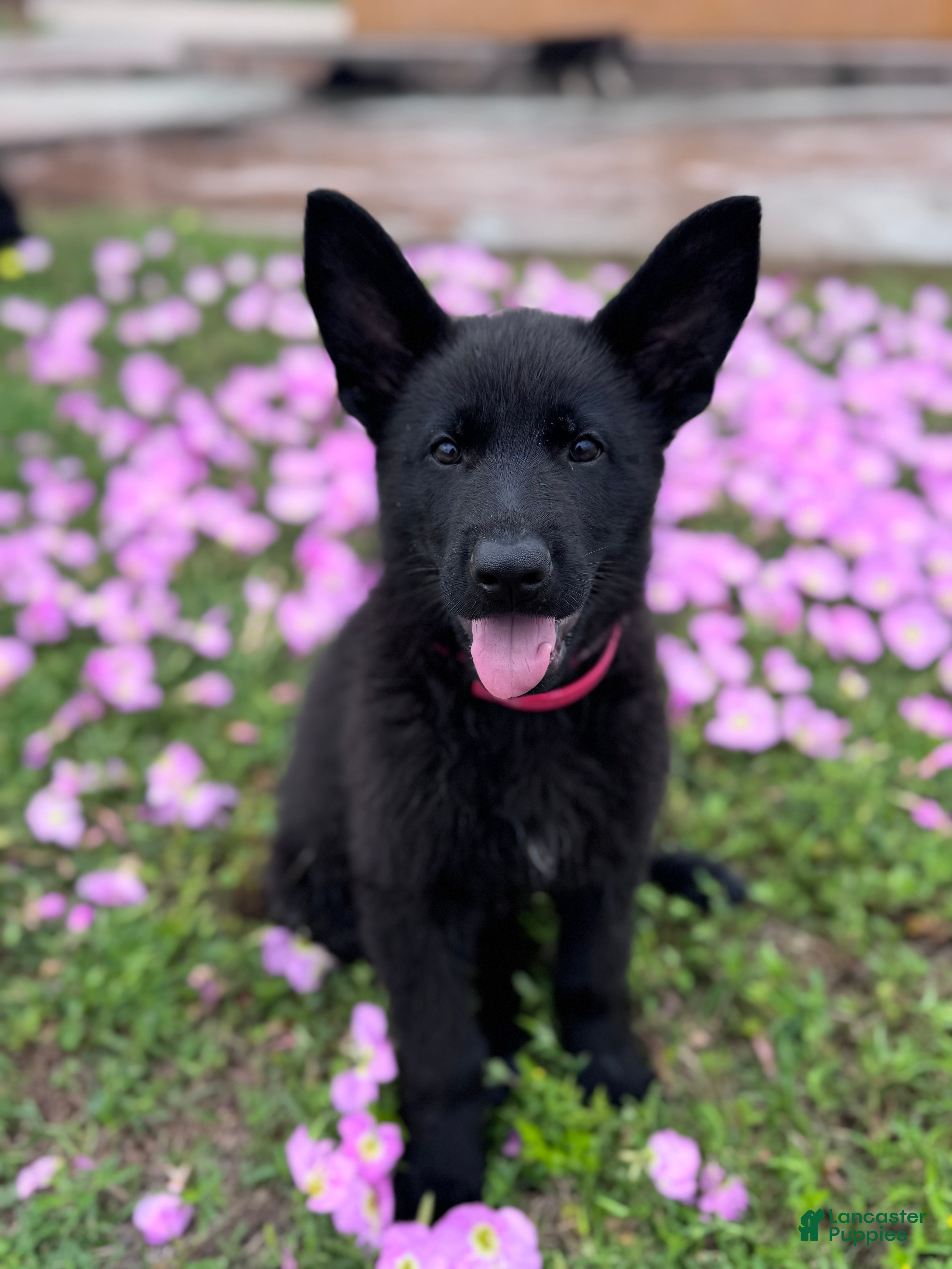 German Shepherd dogs  Puppy 1 - Ad 2