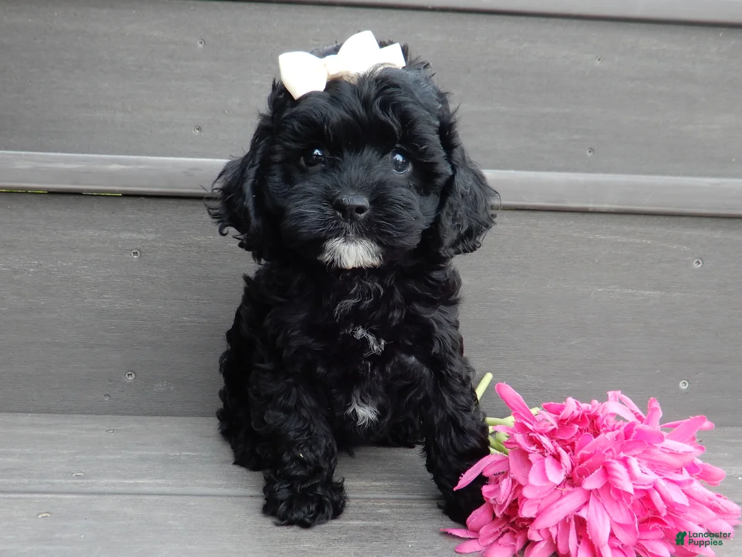 Cockapoo dogs for sale: Millie - Ad 1
