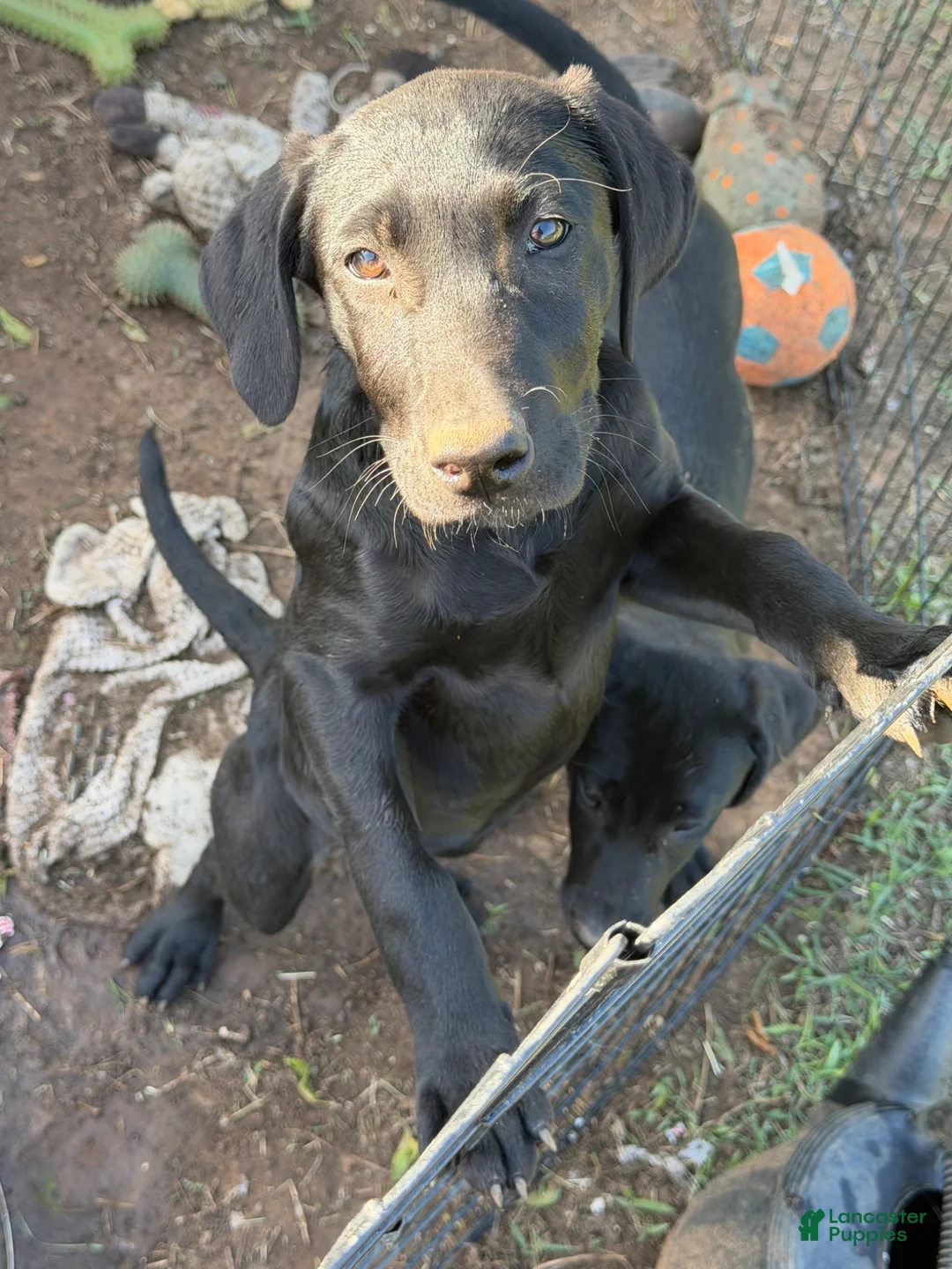 Labrador Retriever dogs for sale: Labrador Retriever Puppy 4 - Ad 1