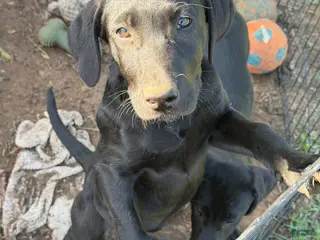 Labrador Retriever dogs Labrador Retriever Puppy 4 - Ad 13