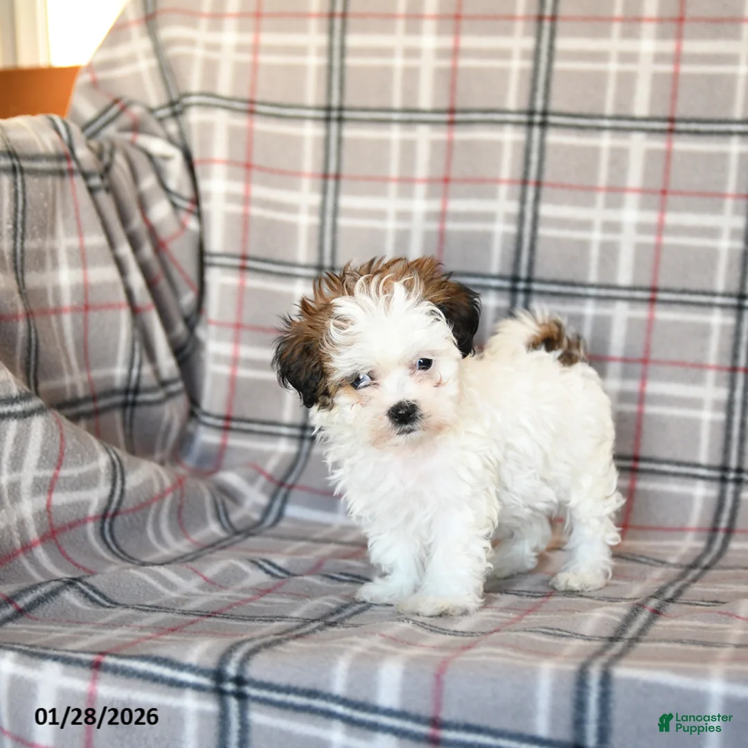 Mixed Breed dogs for sale: Quest - Ad 5
