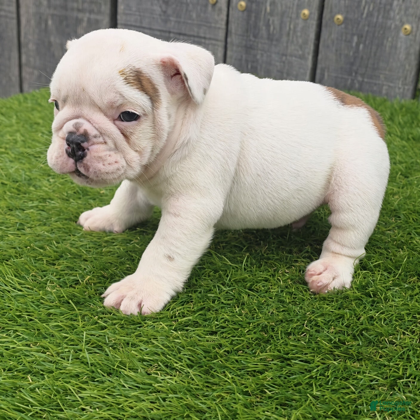 English Bulldog dogs Diesel - Ad 2
