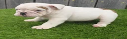 English Bulldog dogs for sale: Diesel - Ad 6
