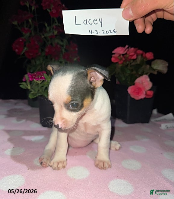 Chihuahua dogs Lacey - Ad 2
