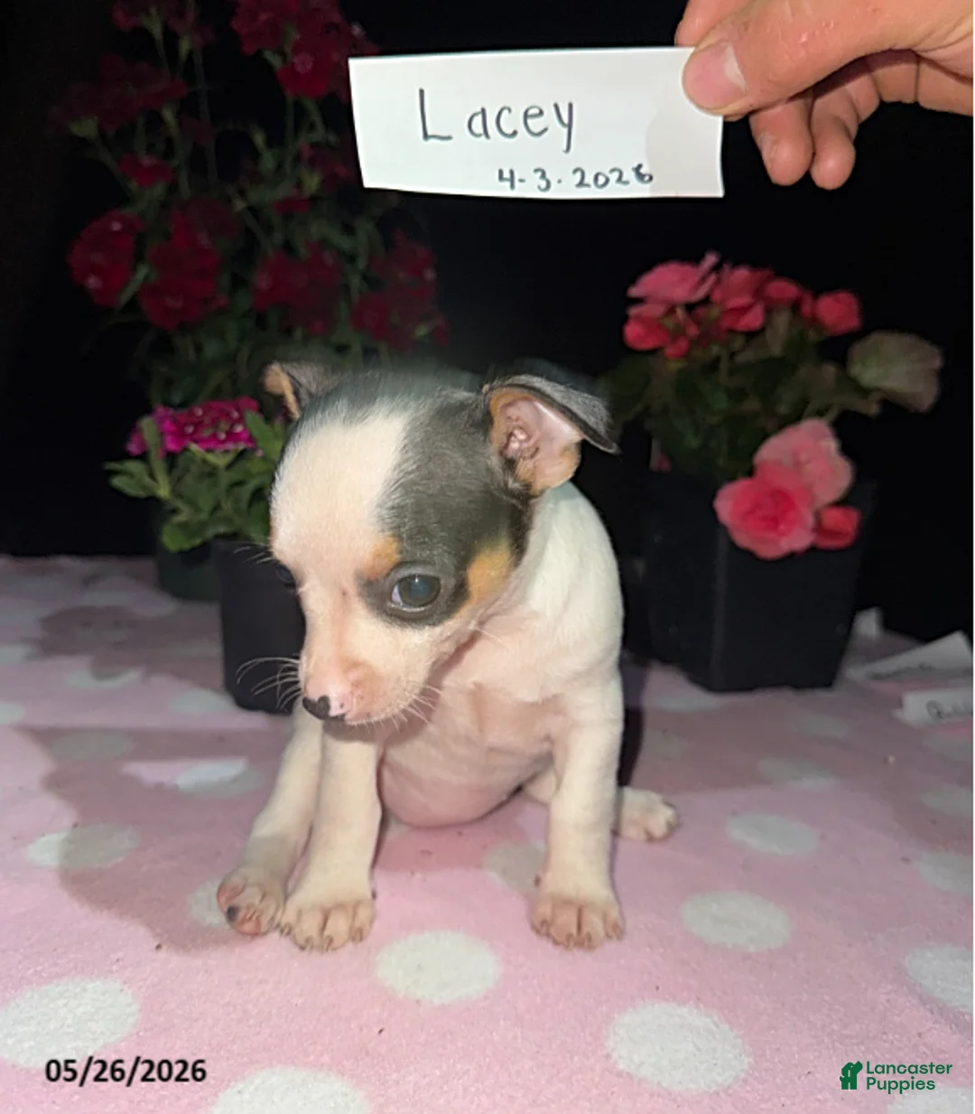Chihuahua dogs for sale: Lacey - Ad 2
