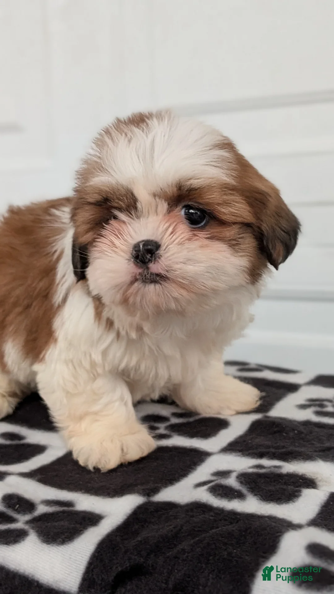 Shih Tzu dogs for sale: Poppy - Ad 2