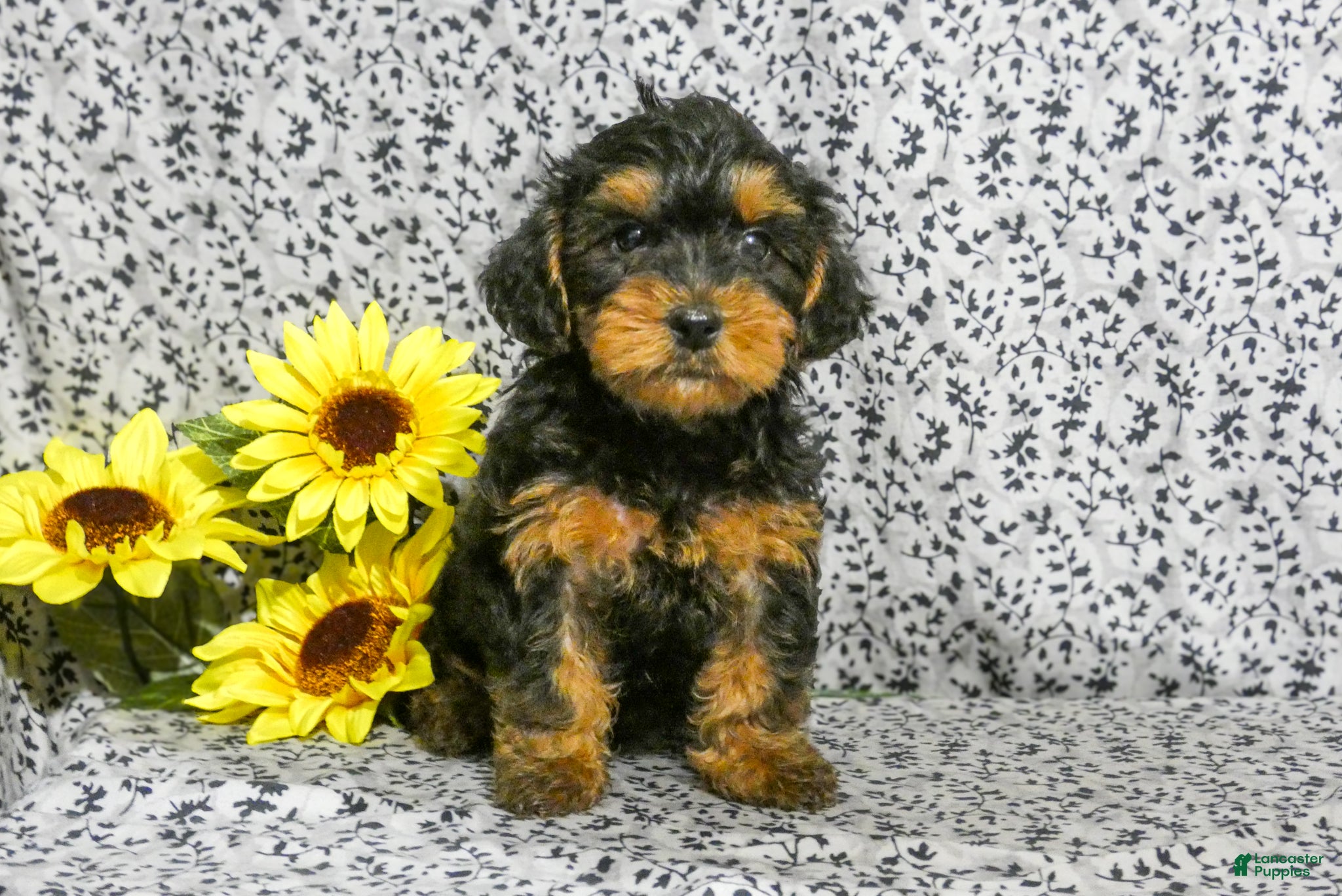 Yorkiepoo dogs Winston - Ad 30
