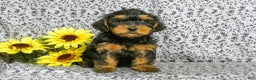 Yorkiepoo dogs for sale: Winston - Ad 1