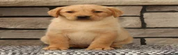 Labrador Retriever dogs for sale: Kelly - Ad 4